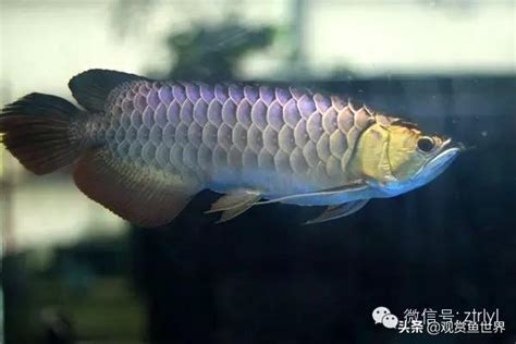 金龍魚|龍魚分類